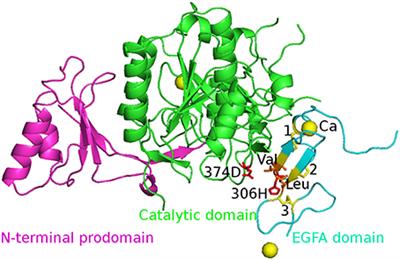 Computational Study of PCSK9-EGFA Complex with Effective Polarizable Bond Force Field